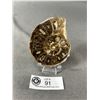 Image 1 : Ammonite Fossil Specimen. Retails $289.00