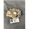 Image 3 : Ammonite Fossil Specimen. Retails $289.00