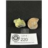 Image 1 : Green Fluorite Specimen & Ammonite Fossil Specimen. Retails $180.00 Each
