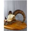 Image 2 : Vintage Sheep Horn Skull Mount w/Horns. Approx. 20" Across