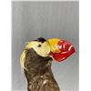 Image 2 : Vintage Tufted Puffin Taxidermy. Approx. 15" H