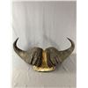 Image 1 : Vintage Authentic Water Buffalo Horn Mount. Approx. 33" Across. PACK MAIL SHIPPING ONLY