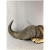 Image 2 : Vintage Authentic Water Buffalo Horn Mount. Approx. 33" Across. PACK MAIL SHIPPING ONLY