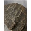 Image 3 : Vintage Authentic Water Buffalo Horn Mount. Approx. 33" Across. PACK MAIL SHIPPING ONLY