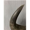 Image 4 : Vintage Authentic Water Buffalo Horn Mount. Approx. 33" Across. PACK MAIL SHIPPING ONLY