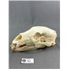 Image 1 : Black Bear Skull. Approx. 12" L