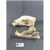 Image 2 : Black Bear Skull. Approx. 12" L