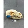 Image 3 : Black Bear Skull. Approx. 12" L