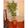 Image 1 : Ficus Tree