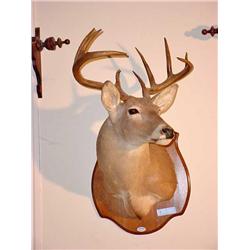 Deer Mount