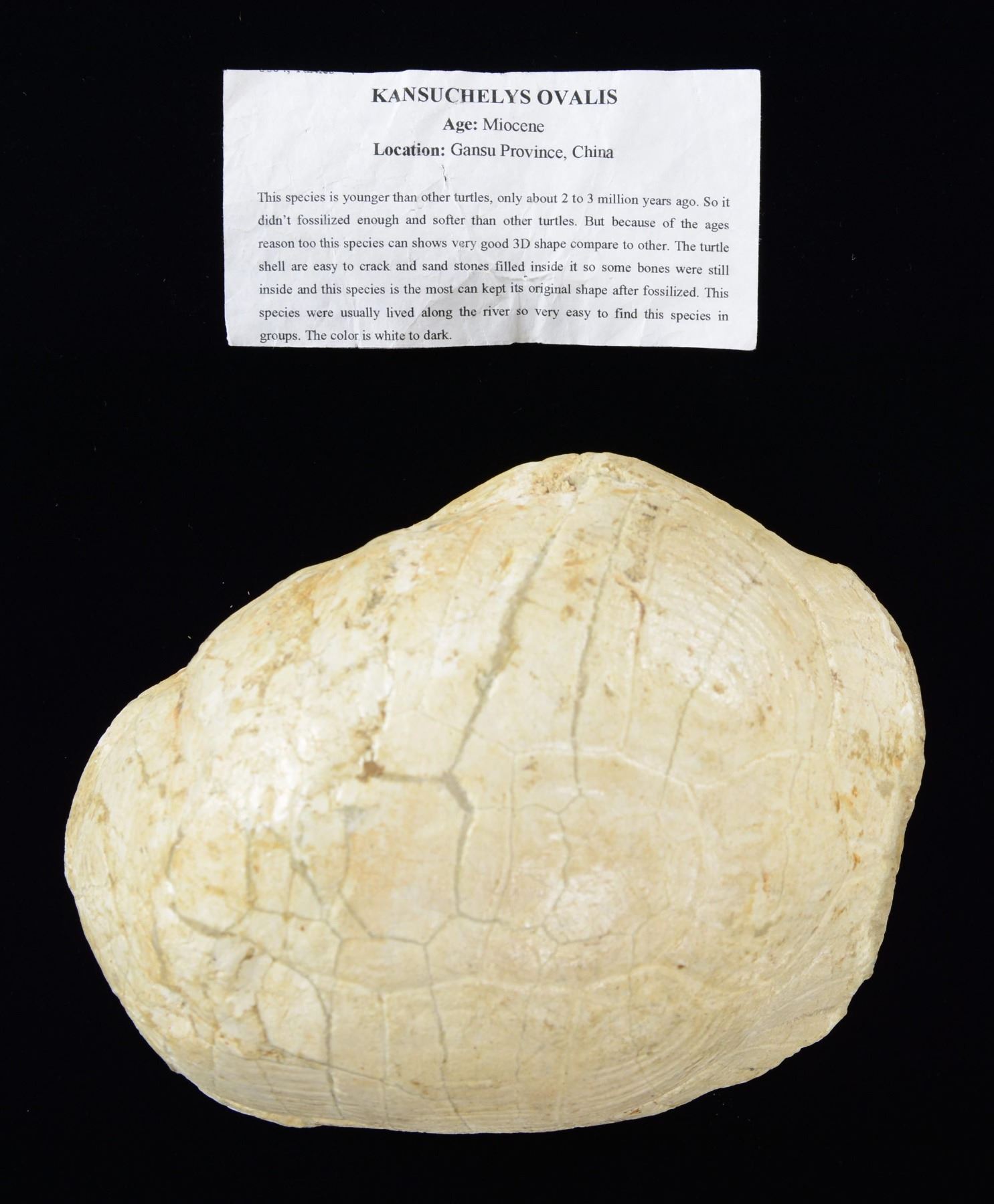FOSSILIZED TURTLE SHELL. - Poulin Auctions