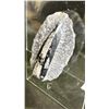 Image 2 : ORTHOCERAS FOSSIL SPECIMEN 5" RETAILS $600