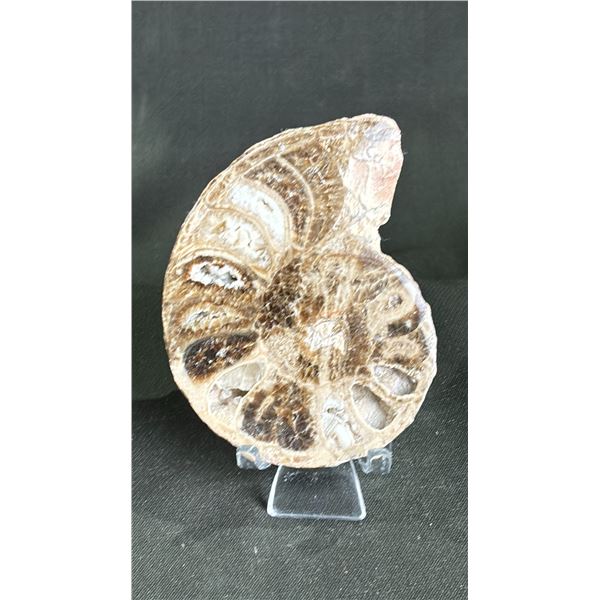 AMMONITE FOSSIL RETAILS $300