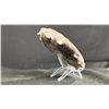 Image 2 : AMMONITE FOSSIL RETAILS $300