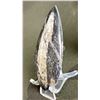 Image 2 : ORTHOCERAS FOSSIL RETAILS $380 & ORTHOCERAS  AMMONITE FOSSIL RETAILS $400