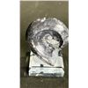 Image 3 : ORTHOCERAS FOSSIL RETAILS $380 & ORTHOCERAS  AMMONITE FOSSIL RETAILS $400