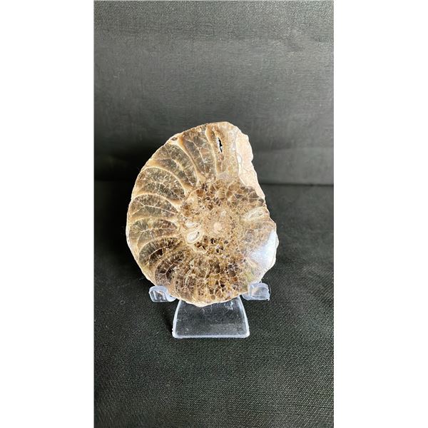 AMMONITE FOSSIL RETAIL $380