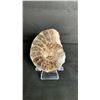 Image 1 : AMMONITE FOSSIL RETAIL $380