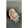 Image 2 : AMMONITE FOSSIL RETAIL $380