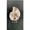 Image 1 : AMMONITE FOSSIL RETAIL $380