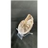 Image 3 : AMMONITE FOSSIL RETAIL $380