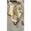 Image 1 : WOLF PELT RUG DAMAGED CONDITION
