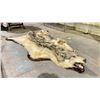 Image 2 : WOLF PELT RUG DAMAGED CONDITION