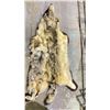 Image 4 : WOLF PELT RUG DAMAGED CONDITION
