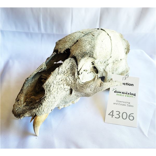 Animal Skull A