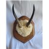 Image 2 : Mounted Goat A