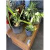 Image 2 : SIX LIVE PLANTS