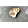 Image 2 : AMMONITE FOSSIL APPROX 4.8" RETAIL $500