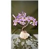 Image 1 : AMETHYST BONSAI TREE 10"
