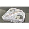 Image 2 : ORTHOCERAS WITH AMMONITE FOSSIL RETAIL $1200