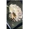 Image 2 : AMMONITE FOSSIL APPROX 4" RETAIL $400