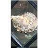 Image 2 : AMMONITE FOSSIL APPROX 4" RETAIL $400
