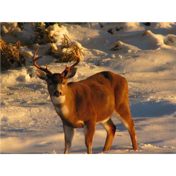 ALASKA COASTAL OUTFITTERS: 6-day Yacht Based Fully Guided Deer and Waterfowl Combo for One Hunter