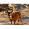 ALASKA COASTAL OUTFITTERS: 6-day Yacht Based Fully Guided Deer and Waterfowl Combo for One Hunter