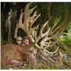 Image 2 : WANGANUI SAFARIS: 5-Day Hunt for Two Hunters for One Red Stag Each up to 320 SCI with Two Observers