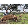 Image 2 : SPAIN SAFARIS: Iberian Red Deer or Fallow Deer Hunt in Spain for Two Hunters.