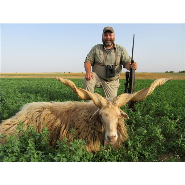 SAFARI EHA: Racka Sheep Hunt for One Hunter and One Non-Hunter in Serbia