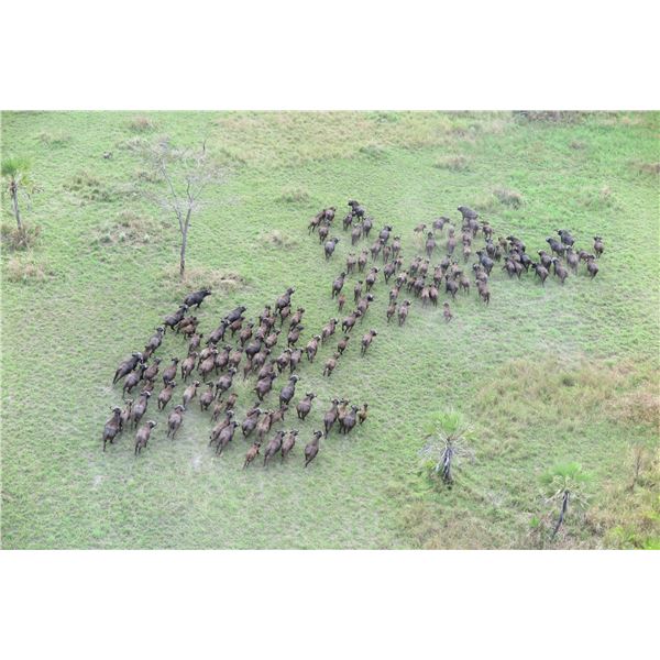 MARROMEU SAFARIS: 10-Day Cape Buffalo Hunt for One Hunter and One Non-Hunter in Mozambique.