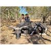Image 2 : R&R OUTFITTERS AUSTRALIA: 5-Day Hunt for One Hunter and One Non-Hunter for Trophy Buffalo in Austral
