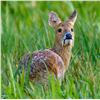 Image 2 : CARNEGIE SPORTING: 4-day/5-Night Muntjac, Chinese Water Deer, and Fallow Deer Hunt for One Hunter an