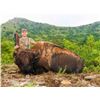 Image 7 : OX RANCH: All Inclusive Exotics Hunting Package with Ox Ranch