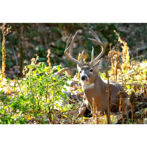 Nebraska Deer And Turkey Conservation Tags For One Mule or White-Tailed Deer and 2 Turkeys