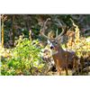 Nebraska Deer And Turkey Conservation Tags For One Mule or White-Tailed Deer and 2 Turkeys