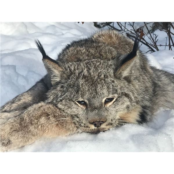 DB OUTFITTING: Canadian Lynx Hunt for One Hunter with Optional Wolf Upgrade in British Columbia