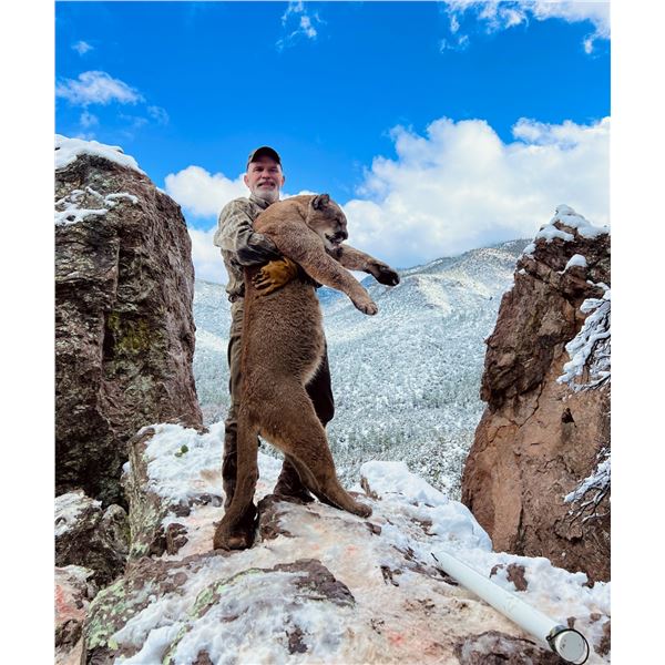 DIAMOND OUTFITTERS: 5-Day Trophy Mountain Lion Hunt with Hounds in Arizona
