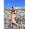 Image 2 : DIAMOND OUTFITTERS: 5-Day Trophy Mountain Lion Hunt with Hounds in Arizona